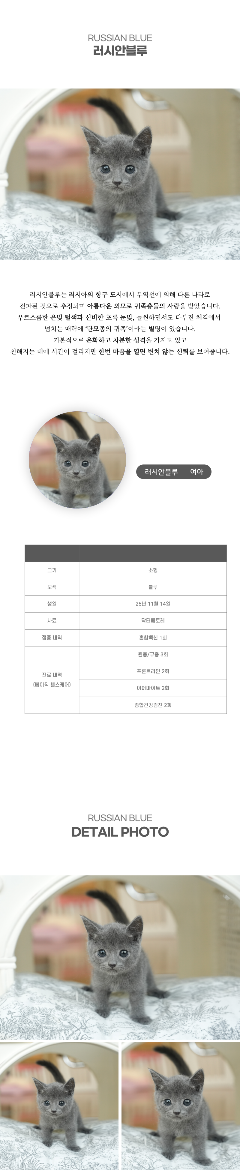 러시안블루_상세이미지_2